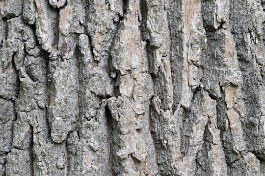 bark of a tree