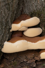 mushroom © Stephanie Beckers