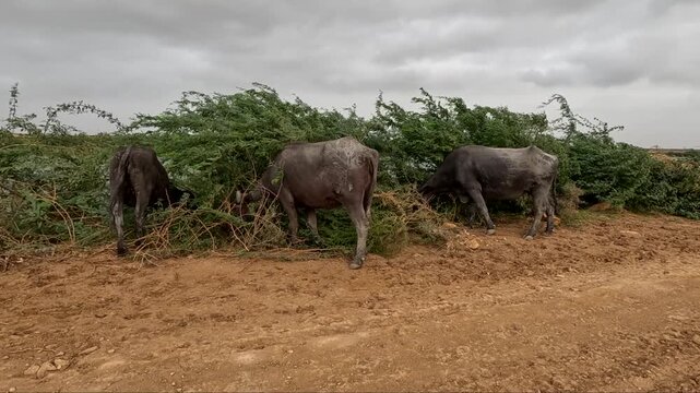 Three Water Buffaloes Grazing on Green Bushes in Rural Muddy Field
