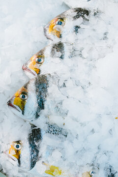 sea fish on ice