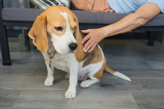 Beagle Sits Beside Senior Woman on Couch While She Pets Him