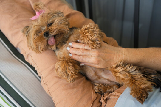 Senior Woman Cuddles Dog on a Couch in Her Living Room at Home