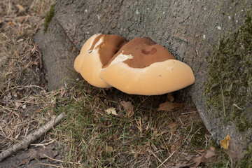 mushroom in the forest © Stephanie Beckers