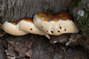 mushroom on a tree © Stephanie Beckers