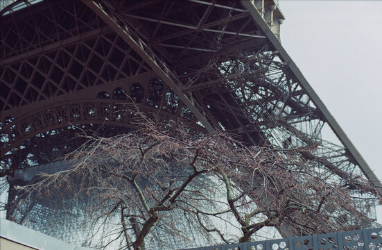 Eiffel Tower With Branches