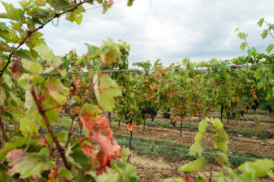 Vineyards in Autumn Glow With Changing Leaves Under Cloudy Skies