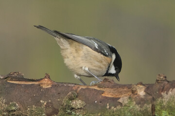 Coal tit bird (Periparus ater) perched on a mossy tree branch in nature, close-up profile view © Badr