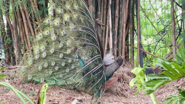 blue peacock wave its feather when dancing in nature, indian peafowl feathers out and looking around to check peahen in the surrounding, bird mating behaviour footage

