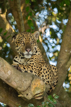 Jaguar (Panthera Onca) On A Tree Trunk, Vertical Portrait  