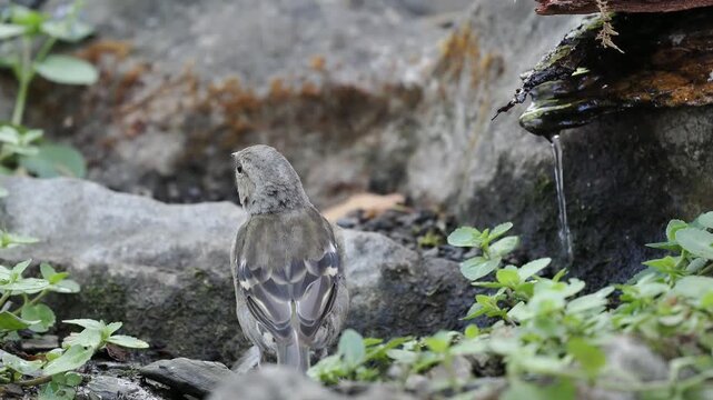Buchfink Weibchen trinkt (Fringilla coelebs)