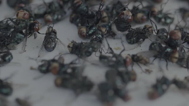 Detailed Collection of Dead Insects with Dark Background