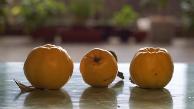 Slow motion camera panning of three ripe yellow quinces with green leaves in a row on a glossy table, horizontal video.