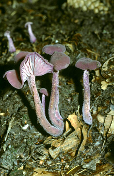 Laccaria amethystina or Amethyst Deceiver