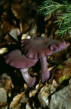 Laccaria amethystina or Amethyst Deceiver