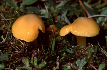 Mature Hygrocybe chlorophana (flavescens) or Golden Waxcap © love2explore
