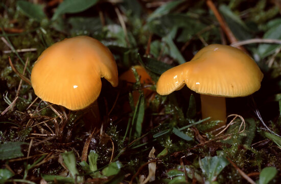 Mature Hygrocybe chlorophana (flavescens) or Golden Waxcap