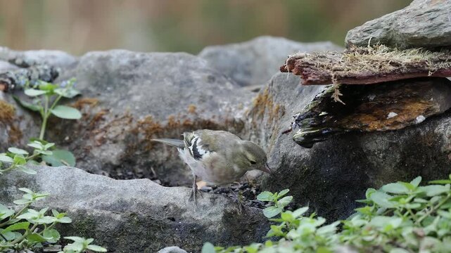 Buchfink Weibchen trinkt (Fringilla coelebs)