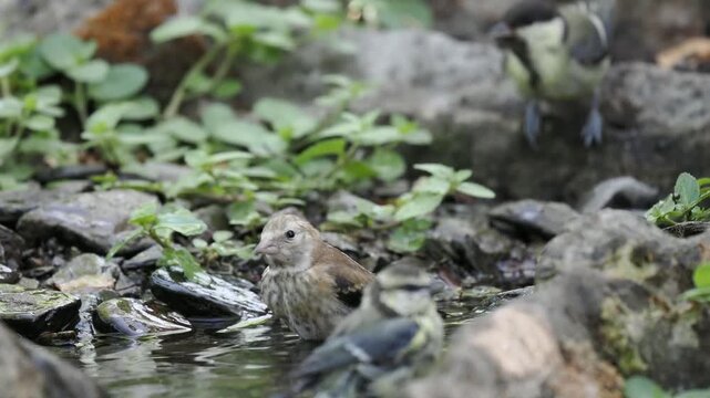 Stieglitz im Jugendkleid badet (Carduelis carduelis)