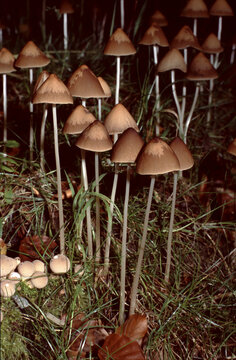 Cluster of Psathyrella conopilus or Conical Brittlestem mushrooms on mossy forest floor