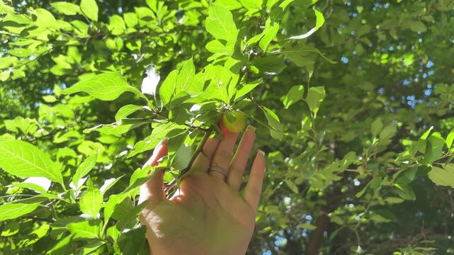 Woman's hand touching ripe cherry plums on a leafy tree, home garden harvest, seasonal fruit, summer gardening.