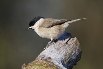 Marsh tit (Poecile palustris) perched on a frosted branch in winter, side view profile of a small songbird © Badr