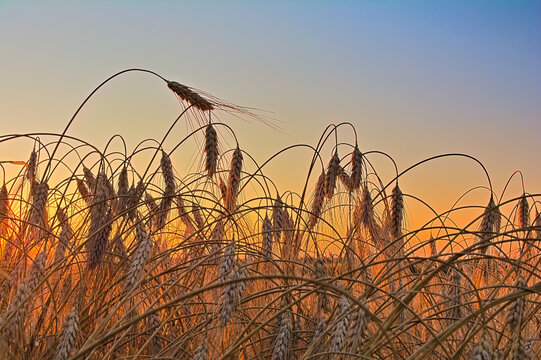 Ripe Barley Ears Glowing in Warm Sunset Light