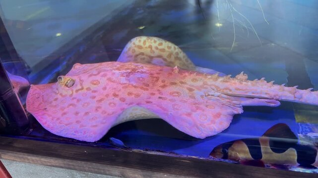 Ocellated river stingray resting in an aquarium, exotic freshwater fish, aquatic wildlife, tropical animal display.
