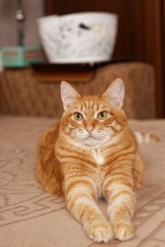 Domestic ginger cat lying on the couch in the room and looks away. Shallow focus.