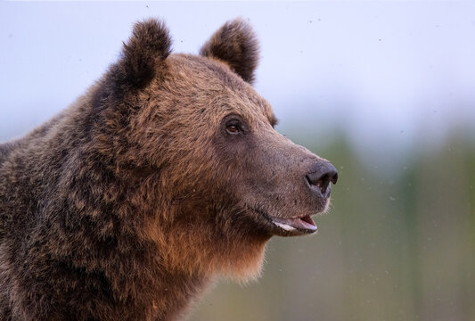 Big male brown bear portrait at sunset