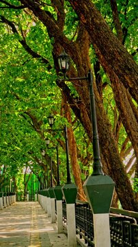 Static wide shot of a line of vintage black street lamps and large textured trees with green leaves along a pathway in a public park, Gresik, Indonesia.
