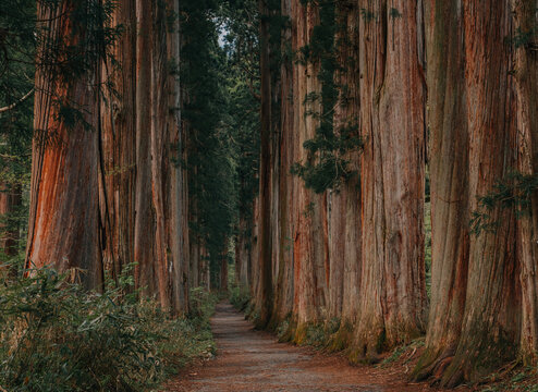 Cedar Forest at Togakushi Shrine in Nagano, Japan
