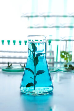 Green plant growing in laboratory glass flask with blue liquid, biotechnology and in vitro plant research concept, controlled environment experiment for sustainable agriculture and plant science.