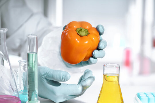 Gloved hands examine bell pepper in a food biotechnology laboratory, using glassware for freshness testing, nutrient analysis and quality control