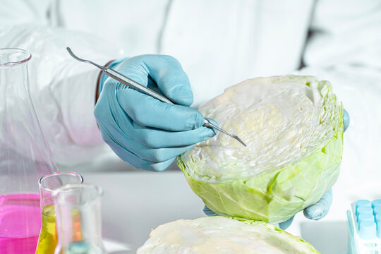 Cabbage, laboratory, scientific food analysis with gloved hands testing vegetable composition for quality control, GMO screening and artificially grown product checks.