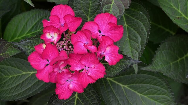 Hydrangea Macrophylla Mariesii Perfecta.