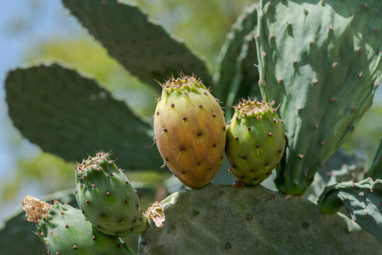 Close-up of ripening prickly pear fruits, Opuntia ficus-indica, showing yellow tones, spines, and natural textures in warm sunlight
