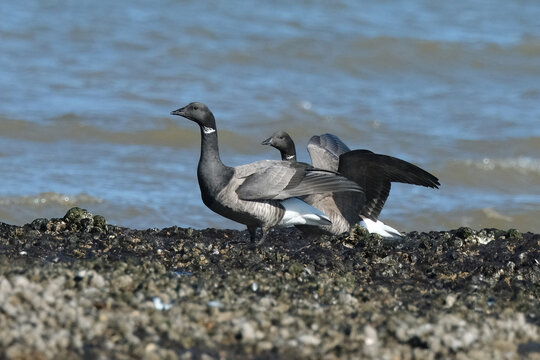 Dark-bellied Brant goose, Branta bernicla, foraging on a rocky beach coastline in winter
