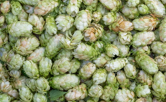 Fresh Green Hop Cones Fill This Dense Close-Up Beer Texture