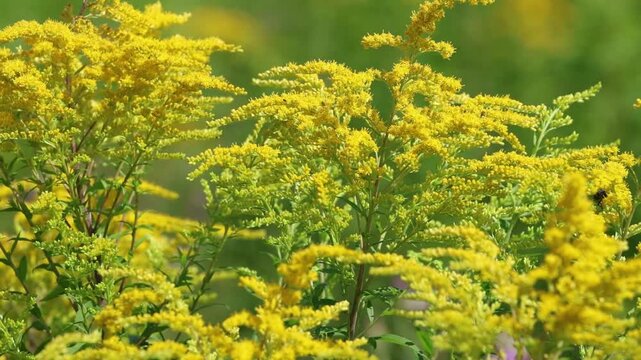 Yellow goldenrod plants swaying gently in a countryside meadow, slow motion