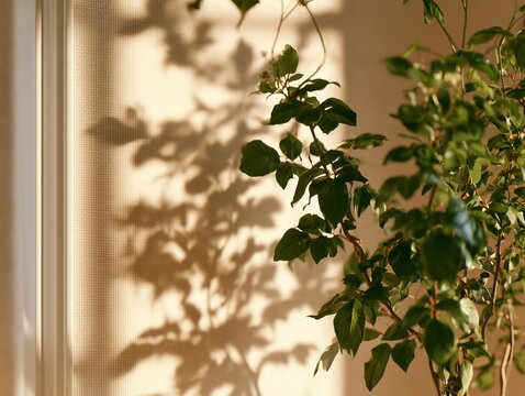 Plant creating shadows on wall with sunlight filtering