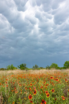 Impacts of Climate Change. El Ni&ntilde;o, the environment, rising global temperatures. Pollution and devastating storms featuring tornadoes and strong winds. Uncontrolled weather. Vertical