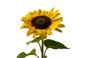Fototapeta premium Bright yellow sunflower with green stem and leaves isolated on transparent PNG background