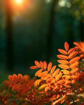 Rowan leaves glowing orange in autumn sunset light