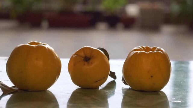 Slow motion camera panning of three ripe yellow quinces with green leaves in a row on a glossy table, horizontal video.