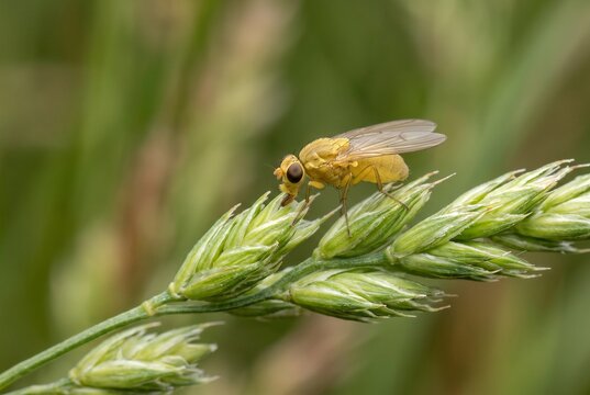 Tiny yellow grass fly feeding on a green seed head