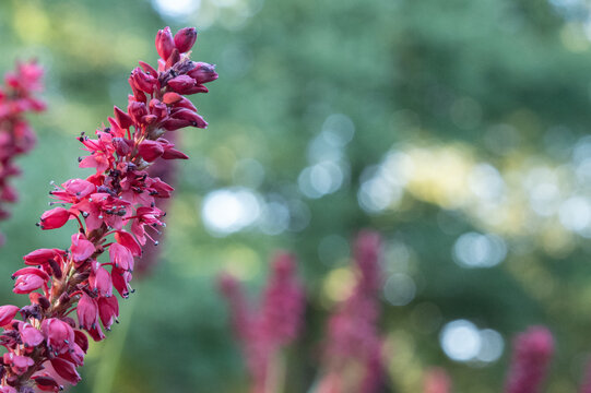 Red hesperaloe parviflora flower spike blooming in garden