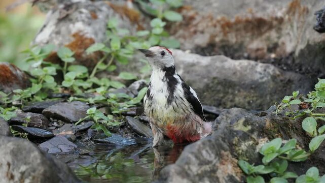 Mittelspecht badet (Leiopicus medius)
