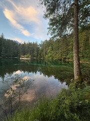 Tree trunk on lush lake shore overlooking calm forest water reflection at dusk © Anastasia