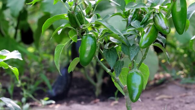 Farmer hand picking fresh green jalapeno hot pepper from bush branch in the garden