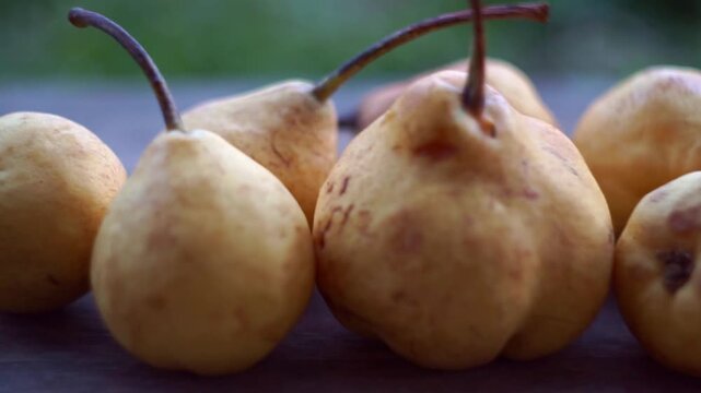 Extreme close up slow motion camera panning of ripe yellow wild pears on a rustic wooden table with a blurry garden background, horizontal video.